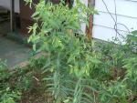 Euphorbia lathyrus  (Seed)